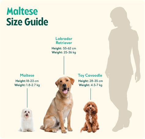 Are Dogs Fully Grown At 1 Year? The Real Growth Timeline Explained