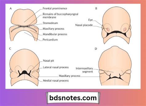 Image result for Embryo Face Formation