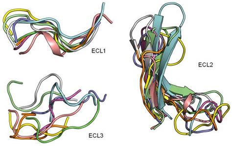 Peptide Binding at Class A G Protein-Coupled Receptors | Encyclopedia MDPI
