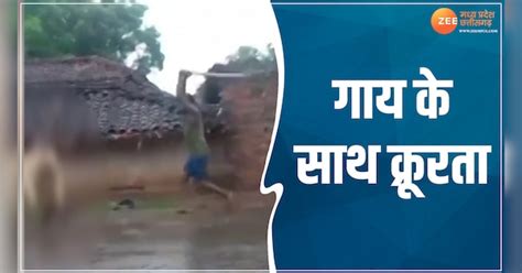 cruelty with cows in sidhi man attacked with stones and hit the cow ...