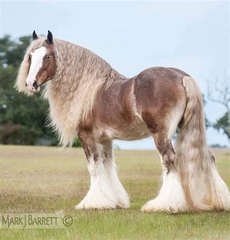 Horses Stock Photography and Equine Images by Mark J. Barrett | Horses ...