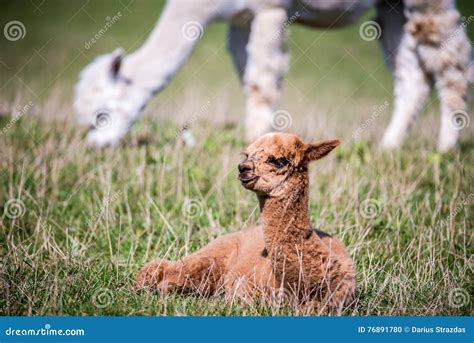 Lama Animal Eating Grass and Resting Stock Photo - Image of smile ...