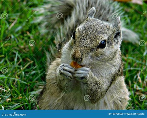 Squirrel in Park Eating Something, Ahmedabad Stock Photo - Image of ...