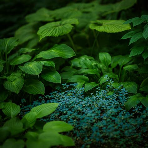 10 Gorgeous Low Light Garden Ideas to Transform Shady Spaces - Havenory