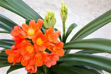 The best indoor flowering plants for beautiful blooms and colour ...