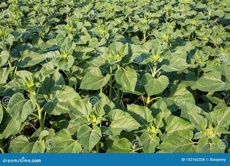 Young Green Sunflower Plants. Field Young Sunflower Stock Photo - Image ...