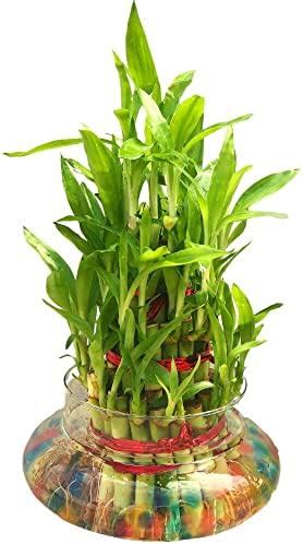Abana Homes Lucky Bamboo Plant - 3 Layer : Amazon.in: Garden & Outdoors