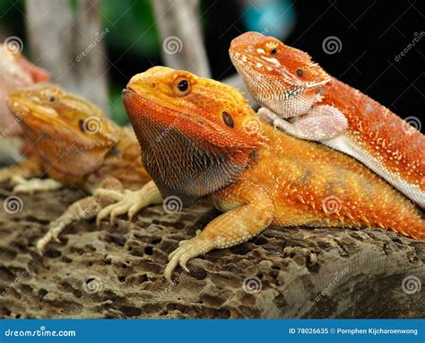 Bearded Dragons Habitat