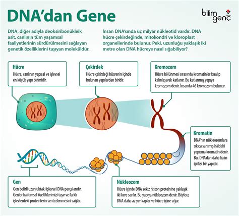 DNA简史：遗传物质的发现之旅——纪念DNA双螺旋结构发现66周年 - 知乎