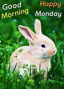 Image result for Good Morning Rabbit Meme