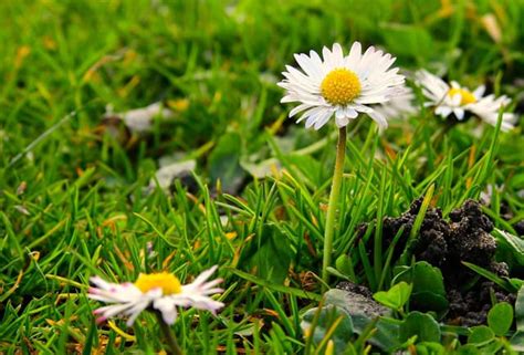 Image result for Free Science Lessons Using Quadrats