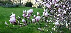 magnolia fiore magnolie regine di primavera vivai michelinivivai michelini magnolia fiore magnolie regine di primavera vivai michelinivivai michelini