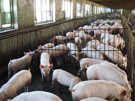 商品猪养殖 – 吉林华正农牧业开发股份有限公司
