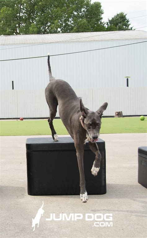 Jump Training Agility Boxes - Set of 5 | Dog Play