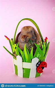 Image result for A Cute Bunny Rabbit
