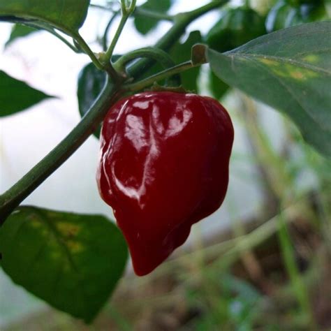 Chocolate Habanero Pepper (Capsicum chinense) seeds