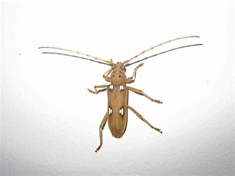 About Ivory-marked Beetle - Maryland Biodiversity Project