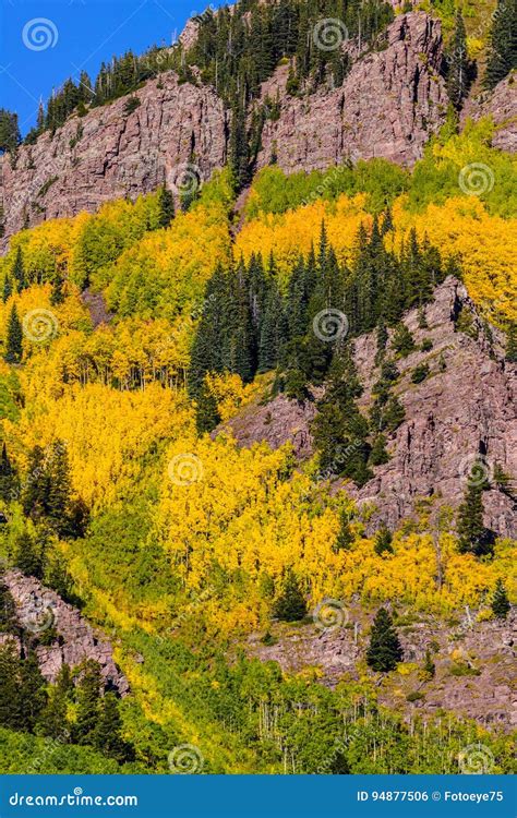 Colorado Aspen Autumn Fall Colors Stock Photo - Image of outdoors ...