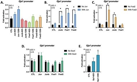 Members of the AP-1 Family of Transcription Factors Regulate the ...