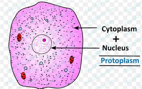 explain the protoplasm ? - Brainly.in