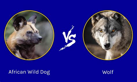 African Wild Dog vs Wolf: Key Differences - A-Z Animals