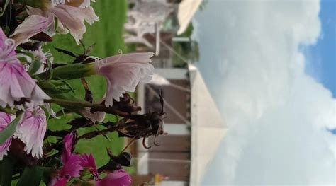 NATUREHAT RESORT (Netarhat) - Campground Reviews & Photos - Tripadvisor