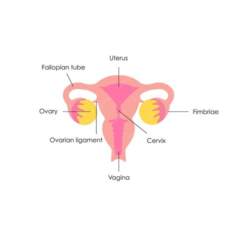 Premium Vector | Anatomical drawing The female uterus and ovariesThe structure of the uterus