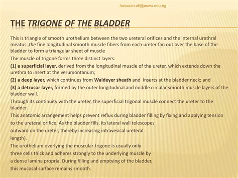ANATOMY OF THE PELVIC URETER&URINARY BLADDER | PPTX