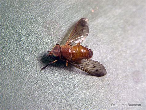 Insectos del Ecuador