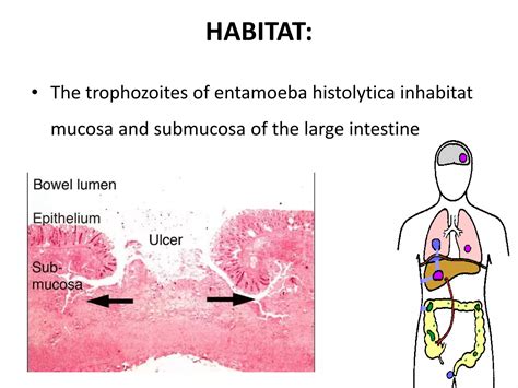 Entamoeba histolytila | PPTX