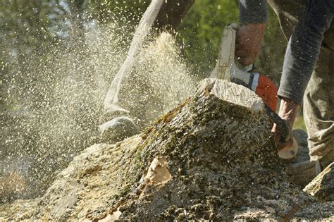 the AUSSiE Info: What Are The Methods Applicable For Stump Removal?