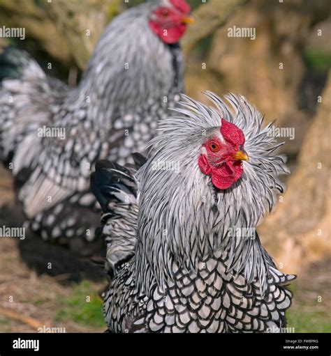 Silver laced wyandotte High Resolution Stock Photography and Images - Alamy