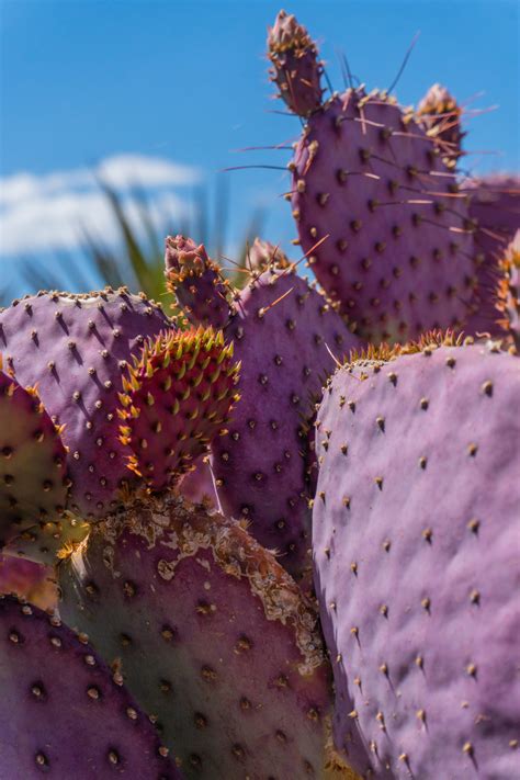 Santa Rita Prickly Pear — Cactus World