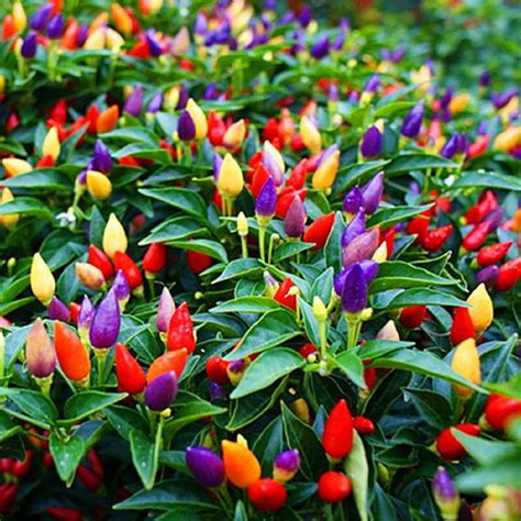Hot Ornamental Pepper Plants