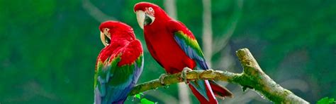 Birds in Vidyagram