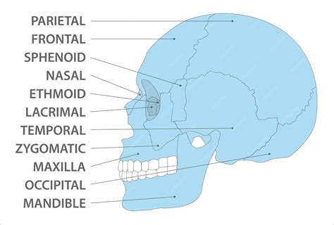 Skull Anatomy Side View