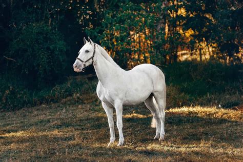 20 Most Beautiful Horse Breeds in the World - Seriously Equestrian