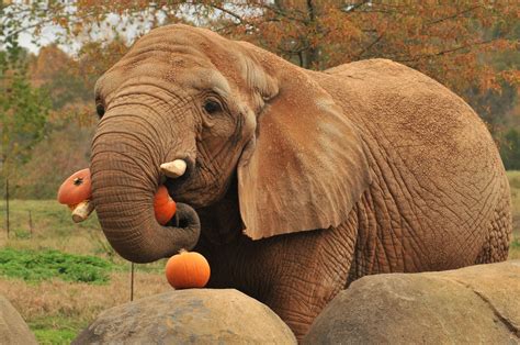 Do Elephants Like Pumpkins - Explore the Best Outdoor Gear, Animal ...