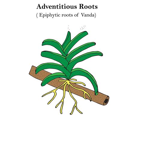 adventitious roots, epiphytic roots of Vanda, orchid, botany concept ...