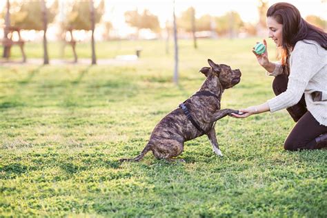How to Train Your Older Dog to Behave | Wag!