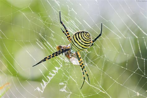 Black Spider With White Stripe Down Back