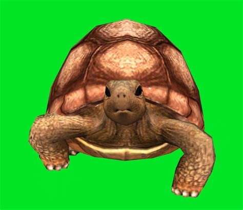 Image result for Turtle Graphics Screen Shot