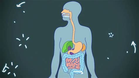 Digestive System Animation Stock Footage Video (100% Royalty-free ...