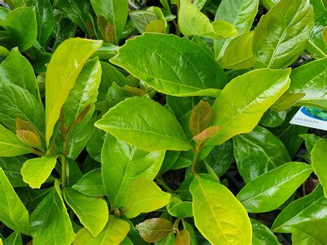 Viburnum odoratissimum Emerald Lustre | Wholesale Nursery - Nurseries ...