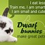 Image result for Beautiful Baby Bunnies