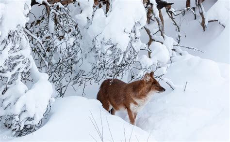 Ranua Wildlife Park Ticket - Klook India