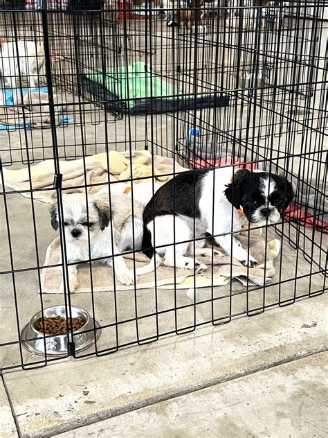 Midland Humane Society to take in 20 dogs saved from puppy mills