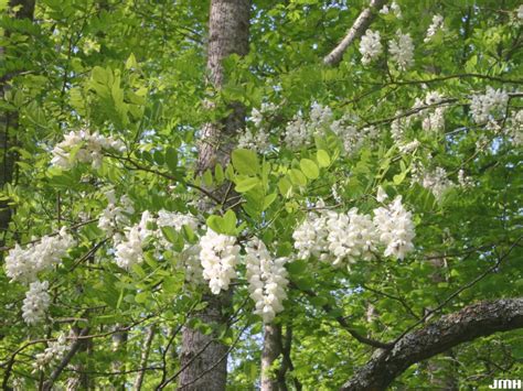 Black Locust Flower