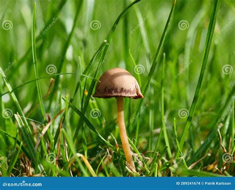 Mushrooms Growing on Your Lawn Stock Photo - Image of fall, thethe: 289241674