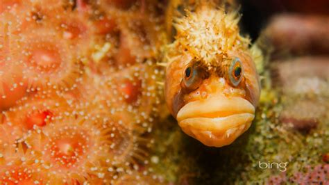 Bing Wallpaper Fish 的图像结果